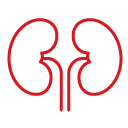 Kidneys icon
